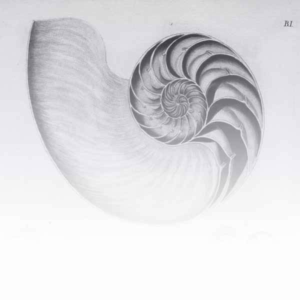 Shells / Fish / Sealife